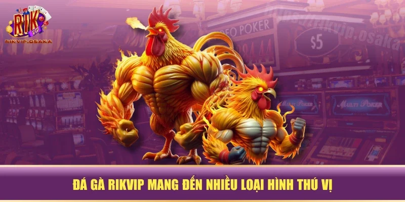 Đá gà RIKVIP mang đến nhiều loại hình thú vị Đá gà RIKVIP mang đến nhiều loại hình thú vị